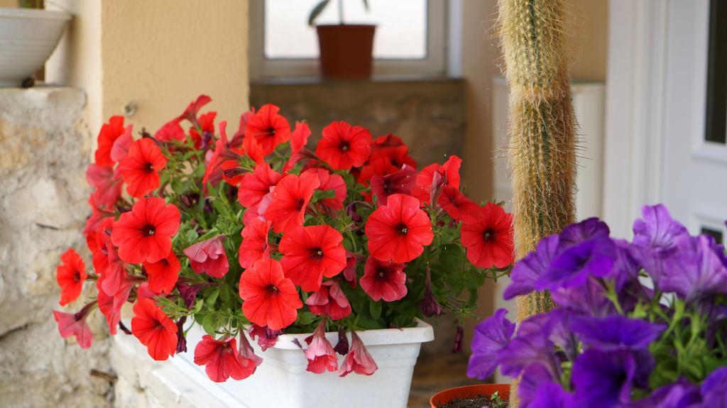 Apartments Red Rose Nin Dış mekan fotoğraf